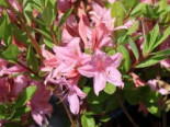 Laubabwerfende Azalee ‚Soir de Paris‘, 40-50 cm, Rhododendron luteum ‚Soir de Paris‘, Containerware