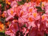 Laubabwerfende Azalee ‚Stefanie‘, 40-50 cm, Rhododendron luteum ‚Stefanie‘, Containerware