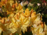 Laubabwerfende Azalee ‚Windsor Sunbeam‘, 30-40 cm, Rhododendron luteum ‚Windsor Sunbeam‘, Containerware