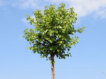 Lollypop Birke 'Magical Globe' ®, Stamm 60-70 cm, 80-100 cm, Betula pendula 'Magical Globe' ®, Stämmchen