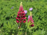 Lupine ‚Camelot Red‘ ®, Lupinus polyphyllus ‚Camelot Red‘ ®, Topfware