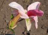 Magnolie ‚Daybreak‘, 40-60 cm, Magnolia ‚Daybreak‘, Containerware