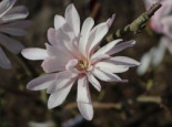Magnolie ‚Rosea Jane Platt‘, 60-80 cm, Magnolia ‚Rosea Jane Platt‘, Containerware