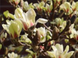 Magnolie ‚Sunsation‘, 60-80 cm, Magnolia ‚Sunsation‘, Containerware