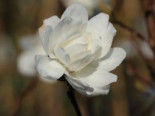 Magnolie ‚White Rose‘, 40-60 cm, Magnolia x loebneri ‚White Rose‘, Containerware