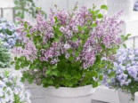 Meyer’s Zwerg-Flieder Flowerfesta ‚Purple‘, 30-40 cm, Syringa meyeri Flowerfesta ‚Purple‘, Containerware