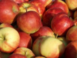 Ministämmchen Apfel ‚Elstar‘, Stamm 20-30 cm, 50-60 cm, Malus ‚Elstar‘, Containerware