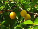 Mirabelle 'Miragrande' (S), Stamm 40-60 cm, 120-160 cm, Prunus syriaca 'Miragrande' (S), Containerware