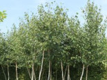 Moor Birke / Sumpfbirke, 40-60 cm, Betula pubescens, Weichwandcontainer