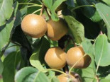 Nashi / Asienbirne / Asiatische Apfelbirne ‚Chojuro‘, Stamm 40-60 cm, Pyrus pyrifolia ‚Chojuro‘, Containerware