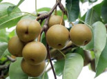 Nashi / Asienbirne / Asiatische Apfelbirne ‚Kosui‘, Stamm 40-60 cm, 120-160 cm, Pyrus pyrifolia ‚Kosui‘, Wurzelware