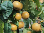 Nashi / Asienbirne / Asiatische Apfelbirne, Stamm 40-60 cm, 120-160 cm, Pyrus pyrifolia, Wurzelware