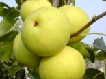 Nashi / Asienbirne / Asiatische Apfelbirne ‚Naddel Pear‘, Stamm 40-60 cm, Pyrus pyrifolia ‚Naddel Pear‘, Containerware