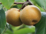 Nashi / Asienbirne / Asiatische Apfelbirne ‚Nashi Kil tsu Pear‘, Stamm 40-60 cm, Pyrus pyrifolia ‚Nashi Kil tsu Pear‘, Containerware