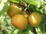 Nashi / Asienbirne / Asiatische Apfelbirne ‚Nijisseiki‘, Stamm 40-60 cm, 120-160 cm, Pyrus pyrifolia ‚Nijisseiki‘, Containerware