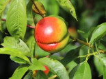 Nektarine ‚Independence‘, Stamm 40-60 cm, 120-160 cm, Prunus persica var. nucipersica ‚Independence‘, Containerware