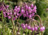 Nickender Lauch ‚Hidcote‘, Allium cernuum ‚Hidcote‘, Topfware