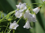 Niedrige Glockenblume 'Bavaria White', Campanula cochleariifolia 'Bavaria White', Topfware