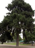 Österreichische Schwarz-Kiefer, 10-20 cm, Pinus nigra ssp. nigra, Topfware