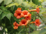Orangerote Trompetenblume ‚Mme Galen‘, 60-100 cm, Campsis tagliabuana ‚Mme Galen‘, Containerware