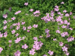 Oxford Garten Storchschnabel ‚Rose Clair‘, Geranium x oxonianum ‚Rose Clair‘, Containerware