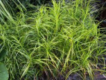 Palmwedel Segge, Carex muskingumensis, Topfware