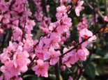 Mandel-Pfirsich ‚Spring Glow‘, 100-125 cm, Prunus x amygdalopersica ‚Spring Glow‘, Containerware