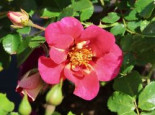 Persische Rose Hugs and Kisses ® ‚Eye to Eye‘, Stamm 60 cm, Rosa persica Hugs and Kisses ® ‚Eye to Eye‘, Stämmchen