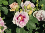 Persische Rose Hugs and Kisses ® ‚Eyes for You‘, Stamm 60 cm, Rosa persica Hugs and Kisses ® ‚Eyes for You‘, Stämmchen