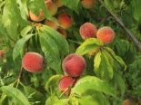 Pfirsich ‚Amsden‘, Stamm 40-60 cm, 120-160 cm, Prunus persica ‚Amsden‘, Containerware