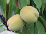 Pfirsich 'Ice Peach' ®, Stamm 40-60 cm, Prunus persica 'Ice Peach' ®, Containerware