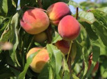 Pfirsich ‚Red Haven‘, Stamm 40-60 cm, 120-160 cm, Prunus persica ‚Red Haven‘, Containerware
