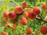 Pfirsich ‚Revita‘, Stamm 40-60 cm, 120-140 cm, Prunus persica ‚Revita‘, Containerware