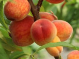 Pfirsich ‚Roter Ellerstädter‘, Stamm 40-60 cm, 120-160 cm, Prunus persica ‚Roter Ellerstädter‘, Containerware