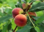 Pfirsich ‚Wunder von Perm‘, Stamm 40-60 cm, 120-160 cm, Prunus persica ‚Wunder von Perm‘, Containerware
