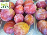 Pflaume my little Fruit Hero ® ‚Opal‘, Stamm 40-60 cm, 120-140 cm, Prunus domestica my little Fruit Hero ® ‚Opal‘, Stämmchen