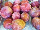 Pflaume 'Opal', Stamm 40-60 cm, 120-160 cm, Prunus 'Opal', Wurzelware