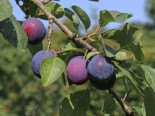 Pflaume 'The Czar', Stamm 40-60 cm, 120-160 cm, Prunus 'The Czar', Wurzelware
