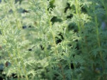 Pontischer Beifuß / Römischer Wermut, Artemisia pontica, Topfware
