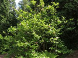 Purpur-Magnolie ‚Jane‘, 60-80 cm, Magnolia liliiflora ‚Jane‘, Containerware