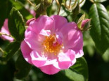 Ramblerrose 'Apple Blossom', Rosa 'Apple Blossom', Wurzelware
