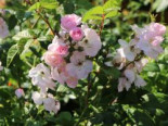 Ramblerrose ‚Perennial Blush‘, Rosa ‚Perennial Blush‘, Containerware