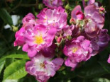 Ramblerrose 'Veilchenblau', Rosa 'Veilchenblau', Containerware