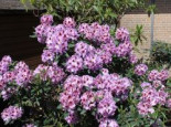 Rhododendron 'Alexis', 30-40 cm, Rhododendron Hybride 'Alexis', Containerware