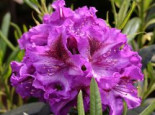 Rhododendron ‚Anatevka‘, 30-40 cm, Rhododendron Hybride ‚Anatevka‘, Containerware