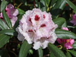 Rhododendron 'Annika', 25-30 cm, Rhododendron yakushimanum 'Annika', Containerware