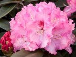 Rhododendron 'Arabella', 25-30 cm, Rhododendron yakushimanum 'Arabella', Containerware