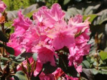 Rhododendron ‚August Lamken‘, 60-70 cm, Rhododendron williamsianum ‚August Lamken‘, Containerware