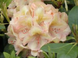 Rhododendron 'Belkanto' (S), 30-40 cm, Rhododendron Hybride 'Belkanto' (S), Containerware