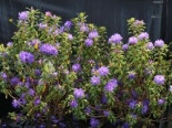 Rhododendron ‚Blaufeder‘, 30-40 cm, Rhododendron russatum ‚Blaufeder‘, Containerware